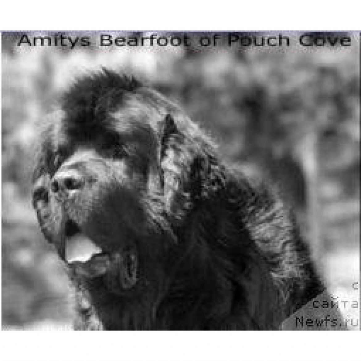 R Amitys Bearfoot of Pouch Cove (14-07-1980)